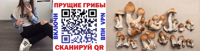 Псилоцибиновые грибы прущие грибы  Малоархангельск 